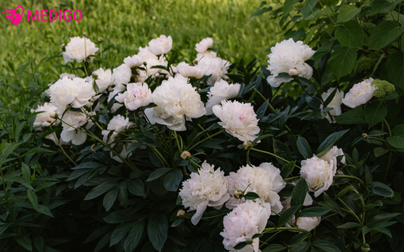 cay-bach-thuoc-cao-50–80-cm-re-cu-trang-nga-la-kep-xanh-hoa-trang