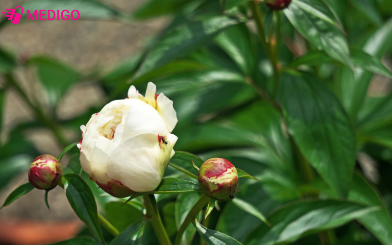 cay-bach-thuoc-co-ten-khoa-hoc-paeonia-lactiflora-pall-lay-re-lam-thuoc