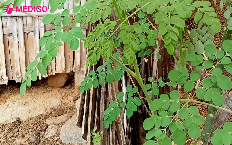 xcay-chum-ngay-con-goi-la-moringa-oleifera-phu-hop-khi-hau-nhiet-doi-va-de-trong