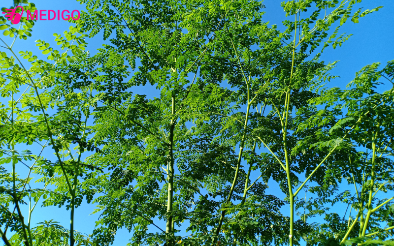 cay-chum-ngay-de-trong-than-thang-la-kep-xanh-tuoi-va-tan-rong-cho-bong-mat