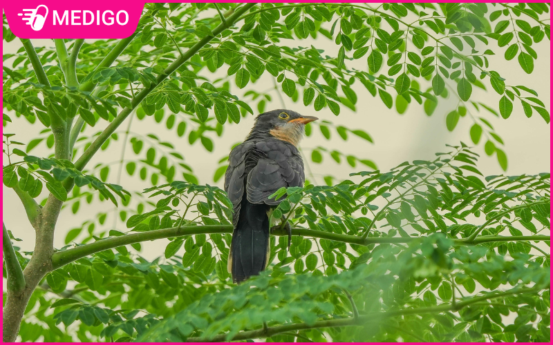 Cây chùm ngây: Dược liệu với nhiều lợi ích sức khỏe