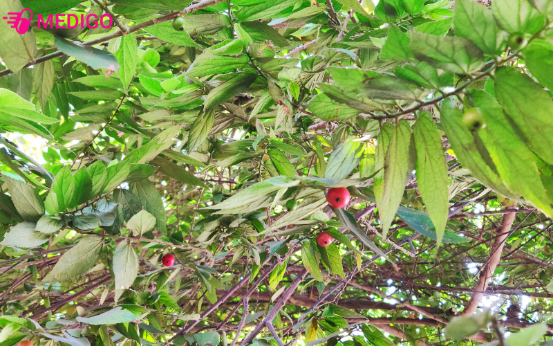 cay-trung-ca-co-nhieu-loi-ich-noi-bat-ve-suc-khoe