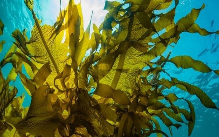Chiết xuất tảo biển - Bí quyết nuôi dưỡng làn da sáng khỏe từ bên trong