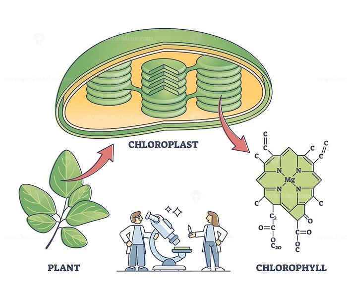 chlorophyll