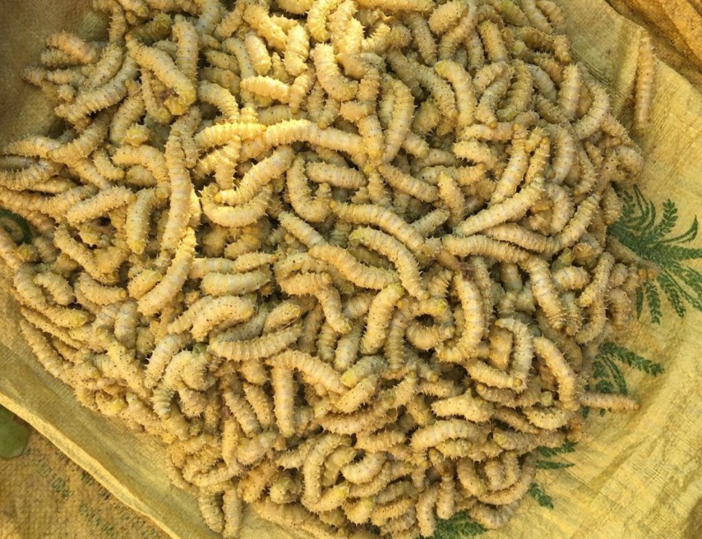 cách ngâm mật ong với tằm
