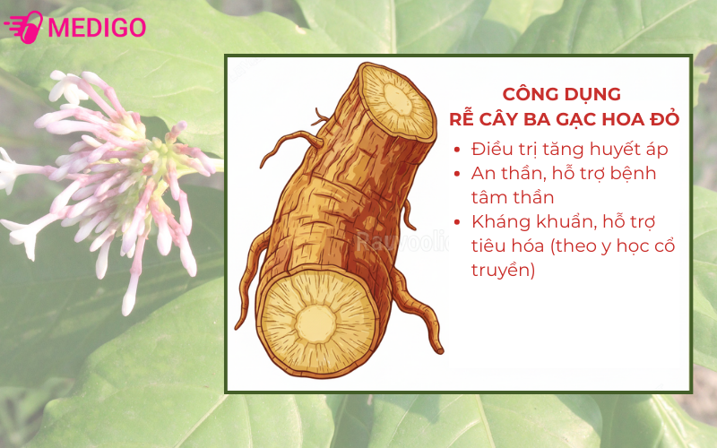 cong-dung-cua-re-cay-ba-gac-hoa-do