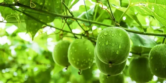 cách giảm cân bằng quả la hán