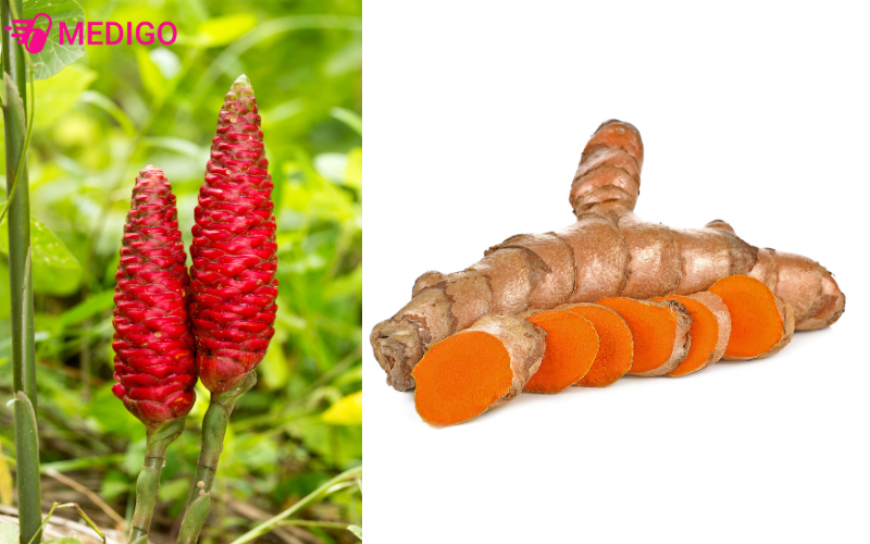 gung-dai-tia-zingiber-purpureum-roscoe-bo-phan-dung-chinh-la-than-re-cu