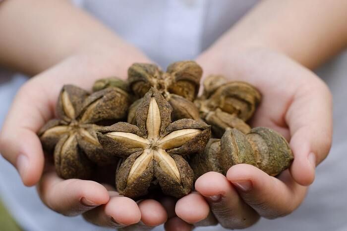 Hạt sacha inchi là gì? Tác dụng của hạt sacha inchi đối với sức khỏe