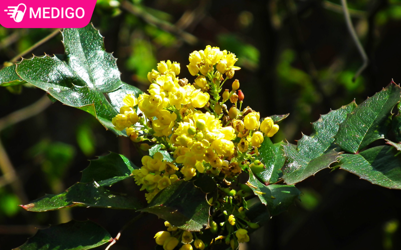 hinh-anh-cay-hoang-lien-o-ro