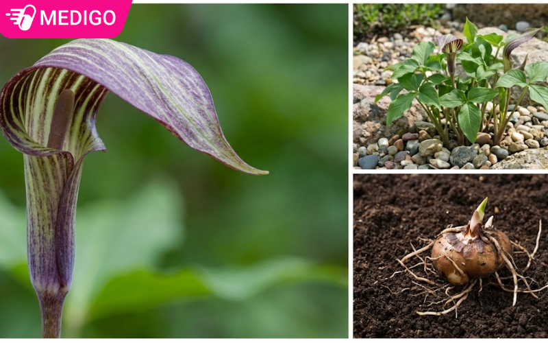 hinh-anh-minh-hoa-cay-ban-ha-bac