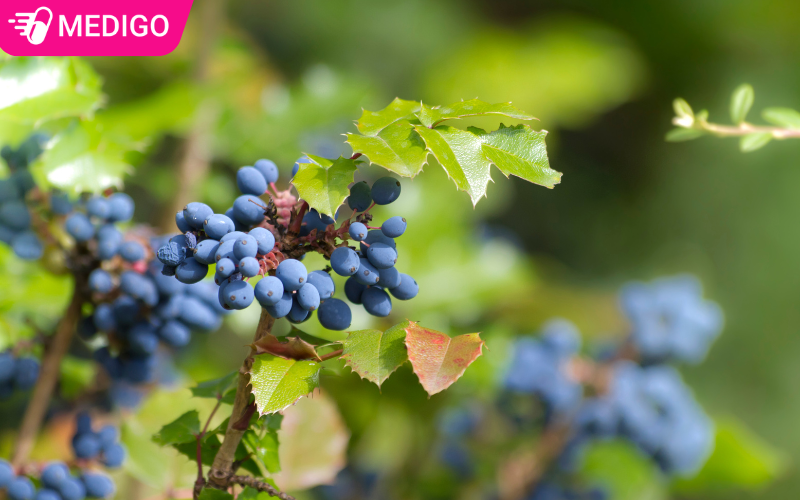 hinh-anh-qua-cua-cay-hoang-lien-o-ro