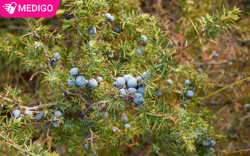 hinh-minh-hoa-cay-bach-xu