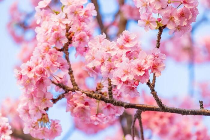 11 công dụng của hoa anh đào đối với sức khỏe & sắc đẹp