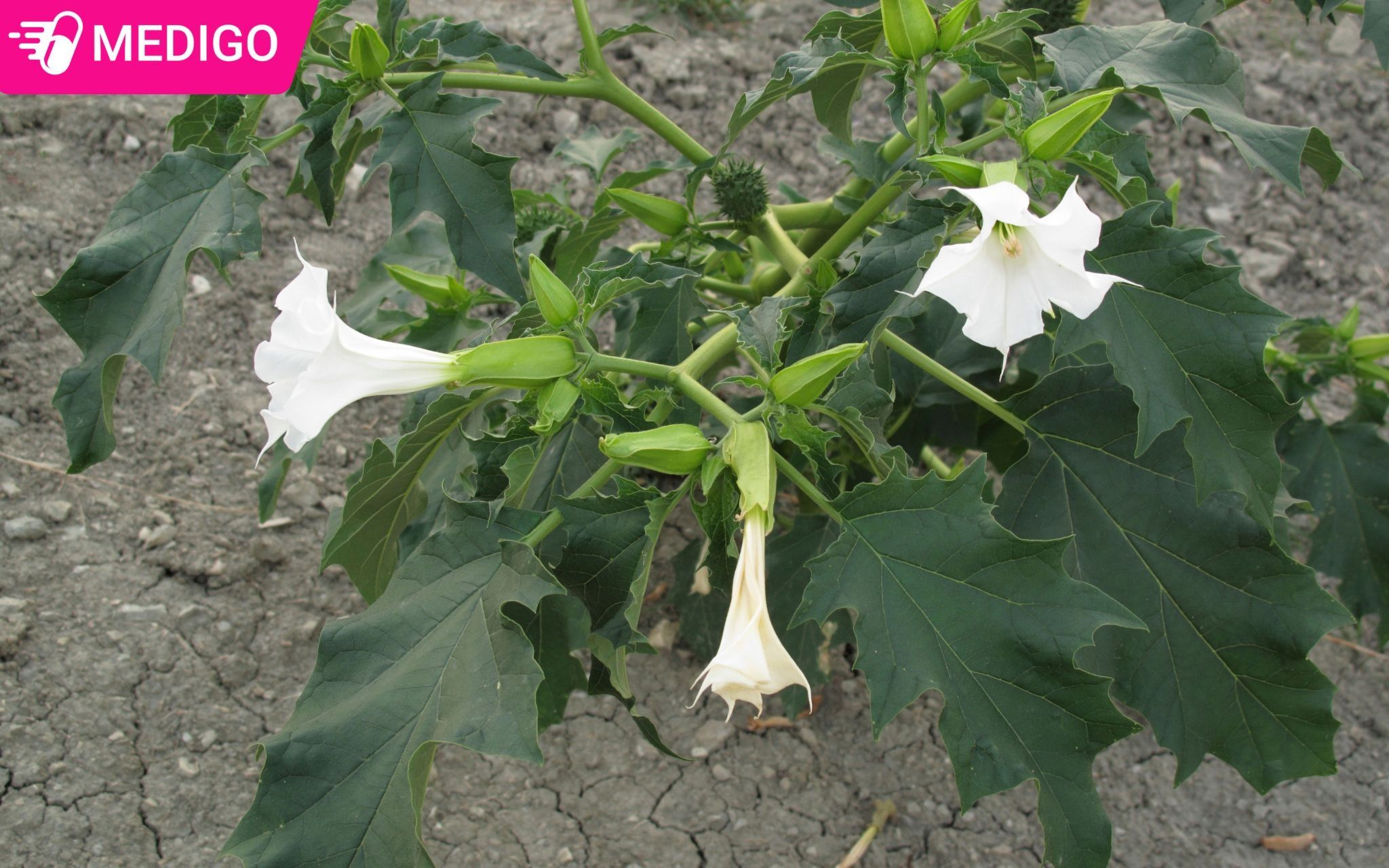 Bo-phan-su-dung-cua-ca-doc-duoc