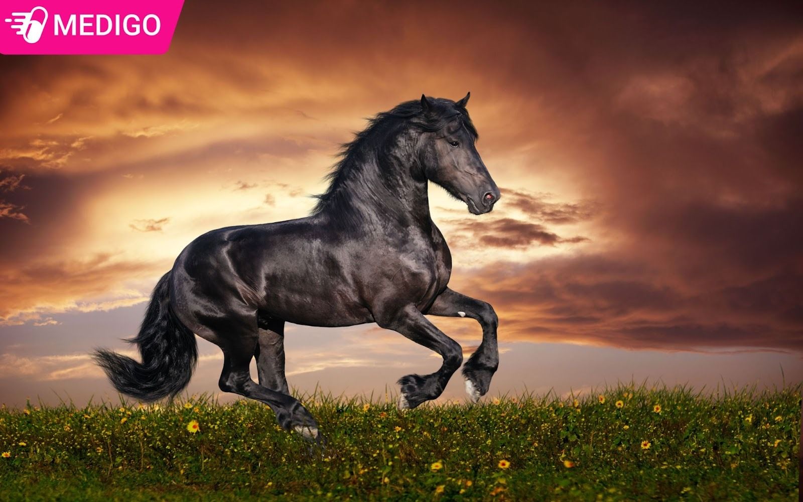 Y-nghia-tuoi-Ngo-trong-doi-song-hang-ngay