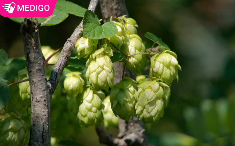 Hoa-bia-cai-chua-thu-phan-chua-lupulin