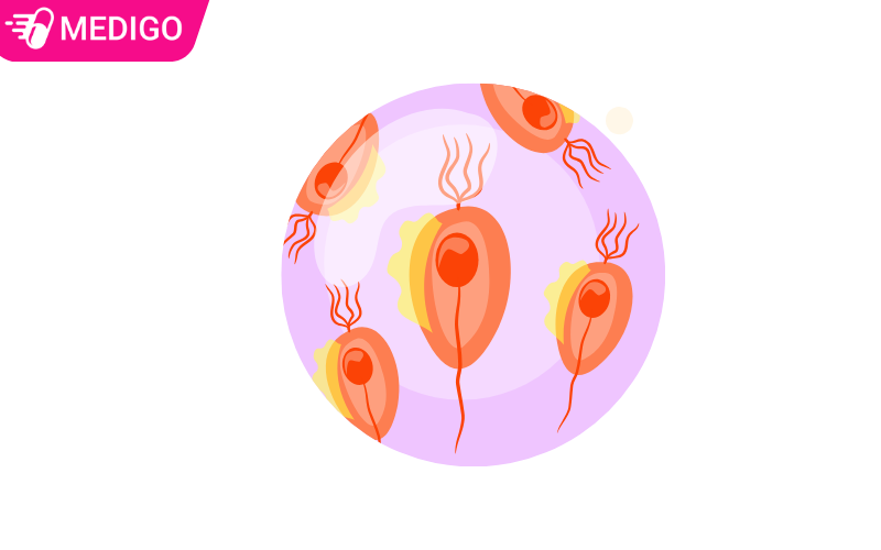 Trung-roi-Trichomonas-vaginalis-gay-benh-bang-co-che-nao