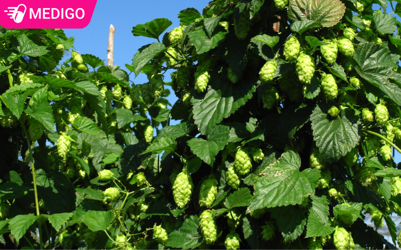 Cay-hoa-bia-Humulus-lupulus-trong-tren-gian