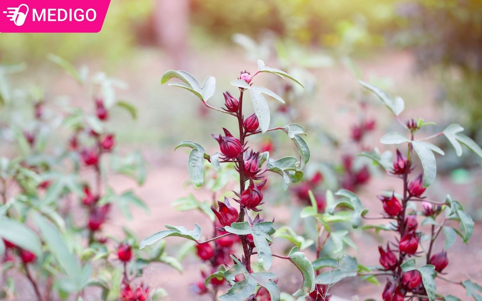 Bai-thuoc-dan-gian-tu-hoa-bup-giam