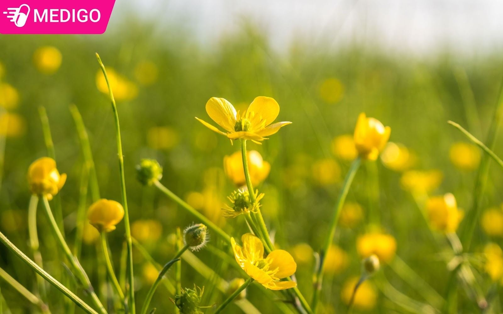 Toan-cay-mao-luong-hoa-vang-deu-duoc-su-dung-lam-thuoc