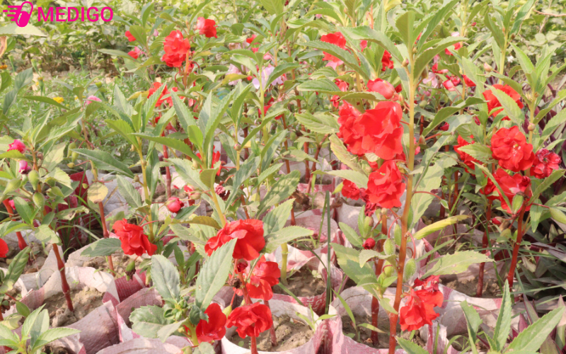 Hoa-la-va-than-cua-bong-mong-tay-deu-co-the-su-dung-lam-duoc-lieu