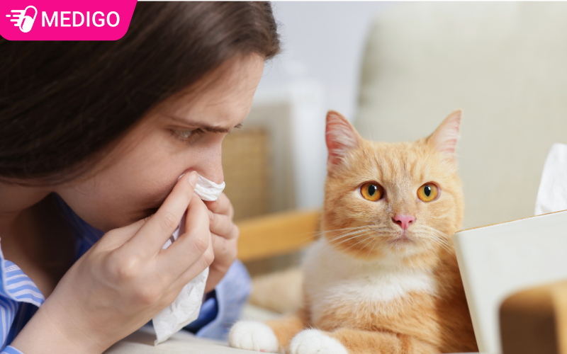 Nguyen-nhan-gay-nhay-mui-lien-tuc-ca-ngay-co-the-den-tu-di-ung-long-cho-meo