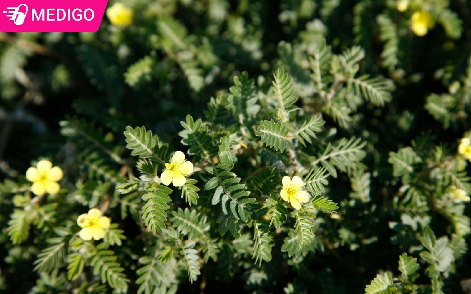 Hinh-anh-bach-tat-le