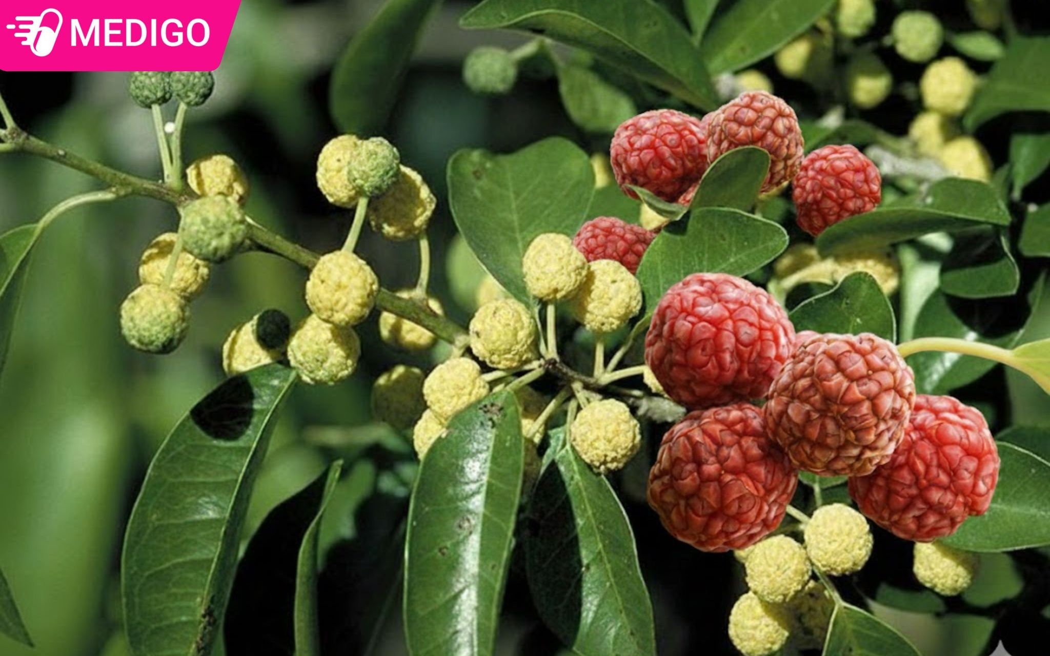 Tong-quan-ve-cay-mo-qua