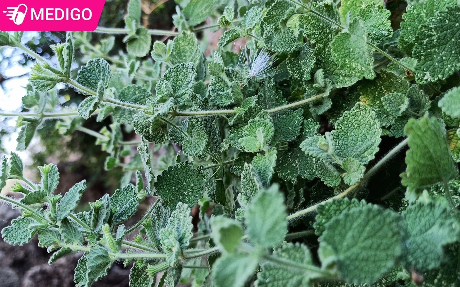 Dac-diem-thuc-vat-cua-hung-dang-long-trang