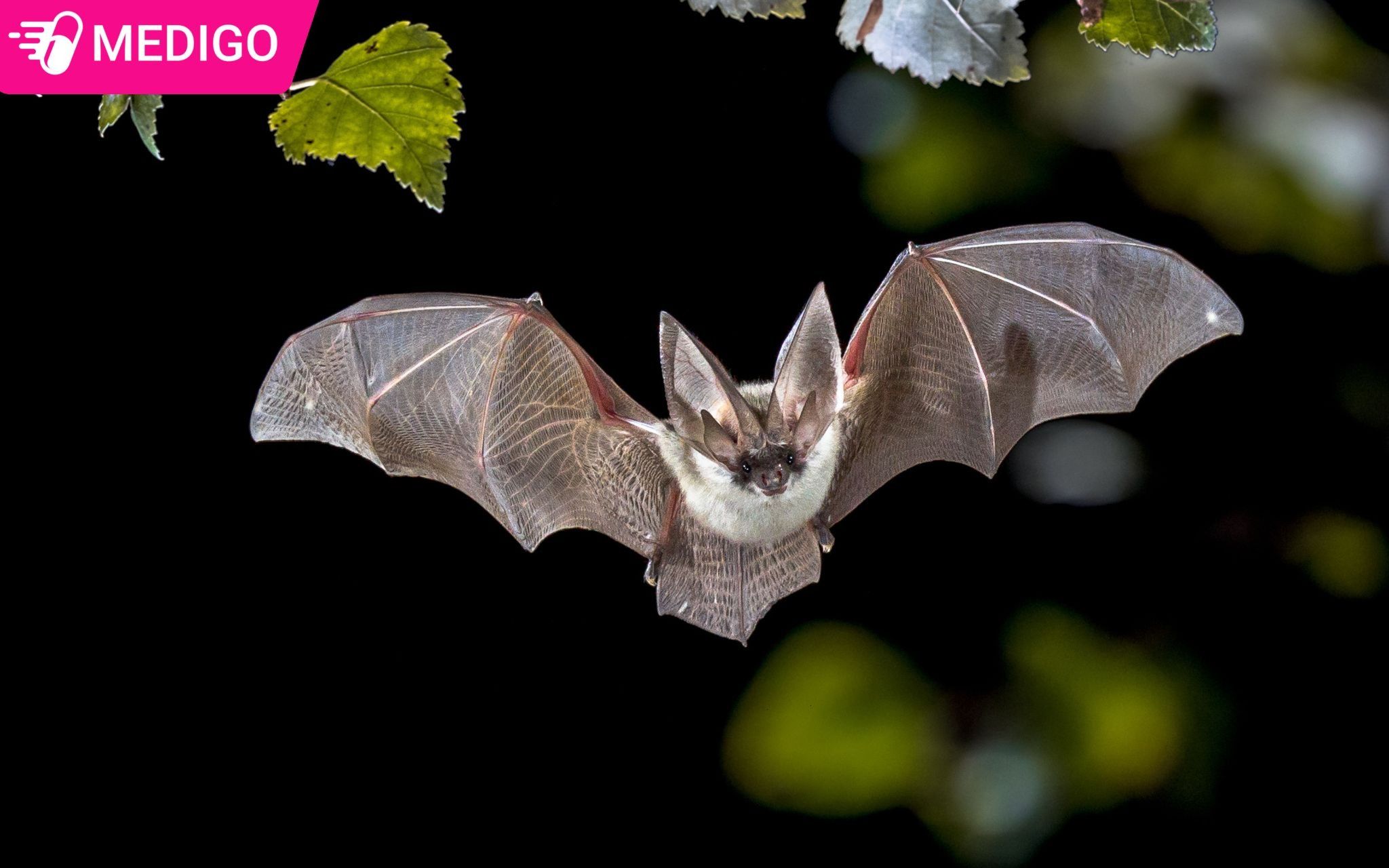 O-chua-tu-nhien-cua-virus-Nipah-la-doi-an-qua