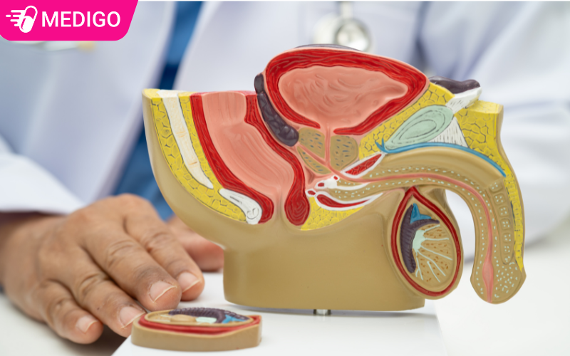 Cau-truc-he-sinh-duc-nam-lien-quan-den-sinh-luc-va-chuc-nang-than-o-nam-gioi