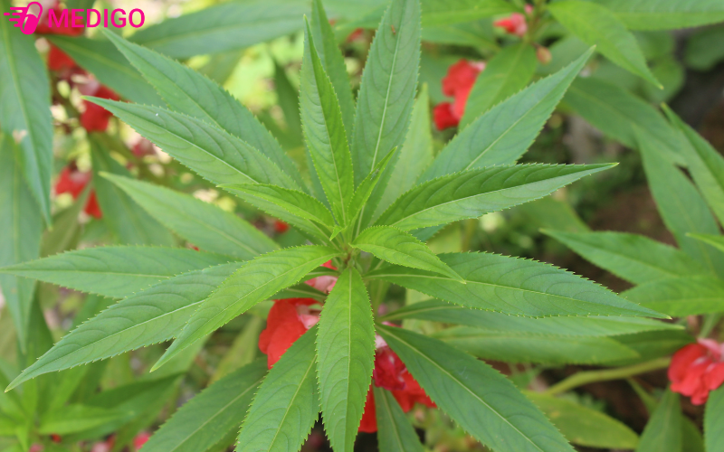 Bong-mong-tay-con-ho-tro-thanh-nhiet-giai-doc-tieu-viem