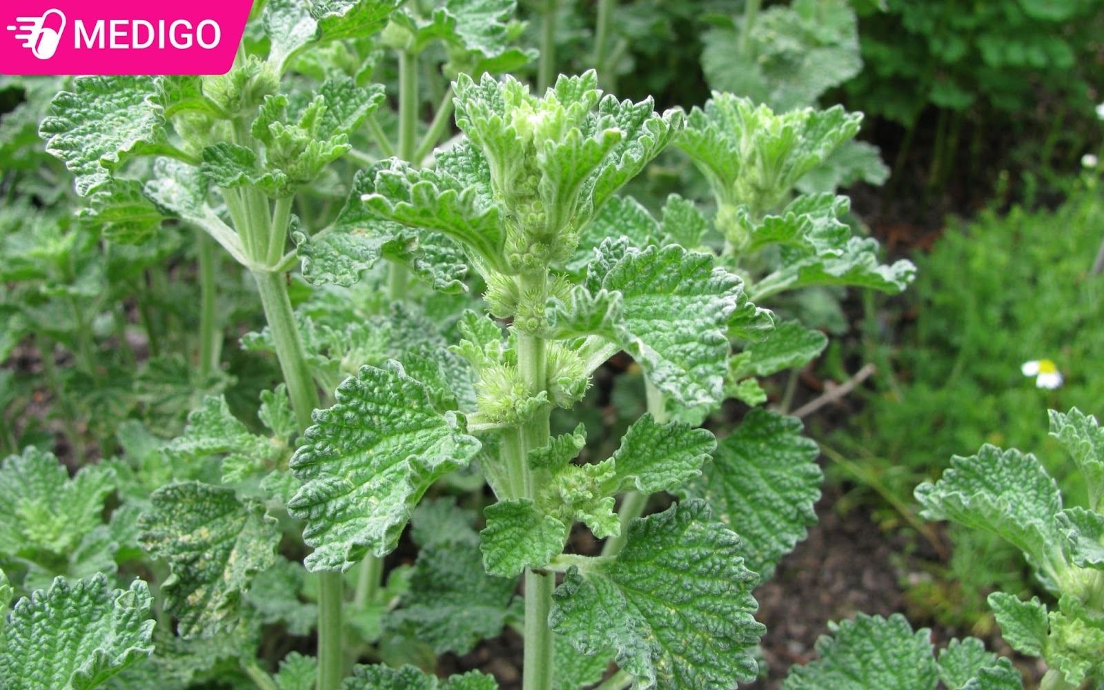 Bo-phan-su-dung-cua-hung-dang-long-trang