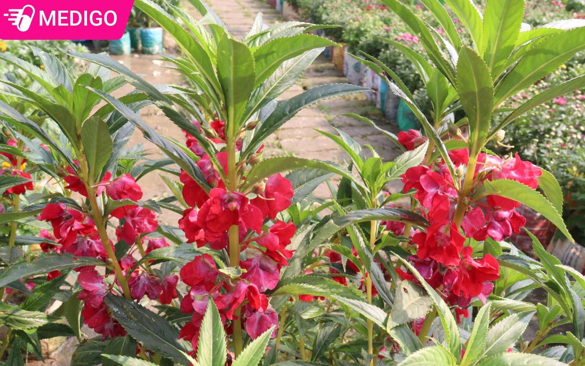 Tong-quan-ve-cay-bong-nuoc