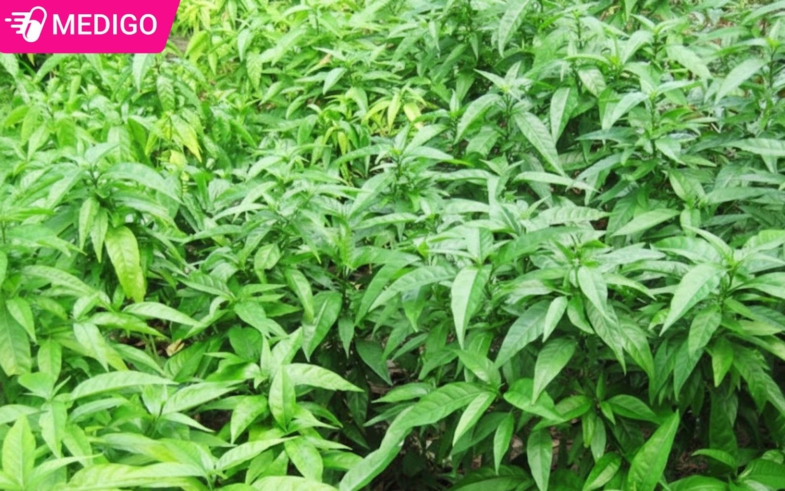 Tong-quan-ve-hoan-ngoc