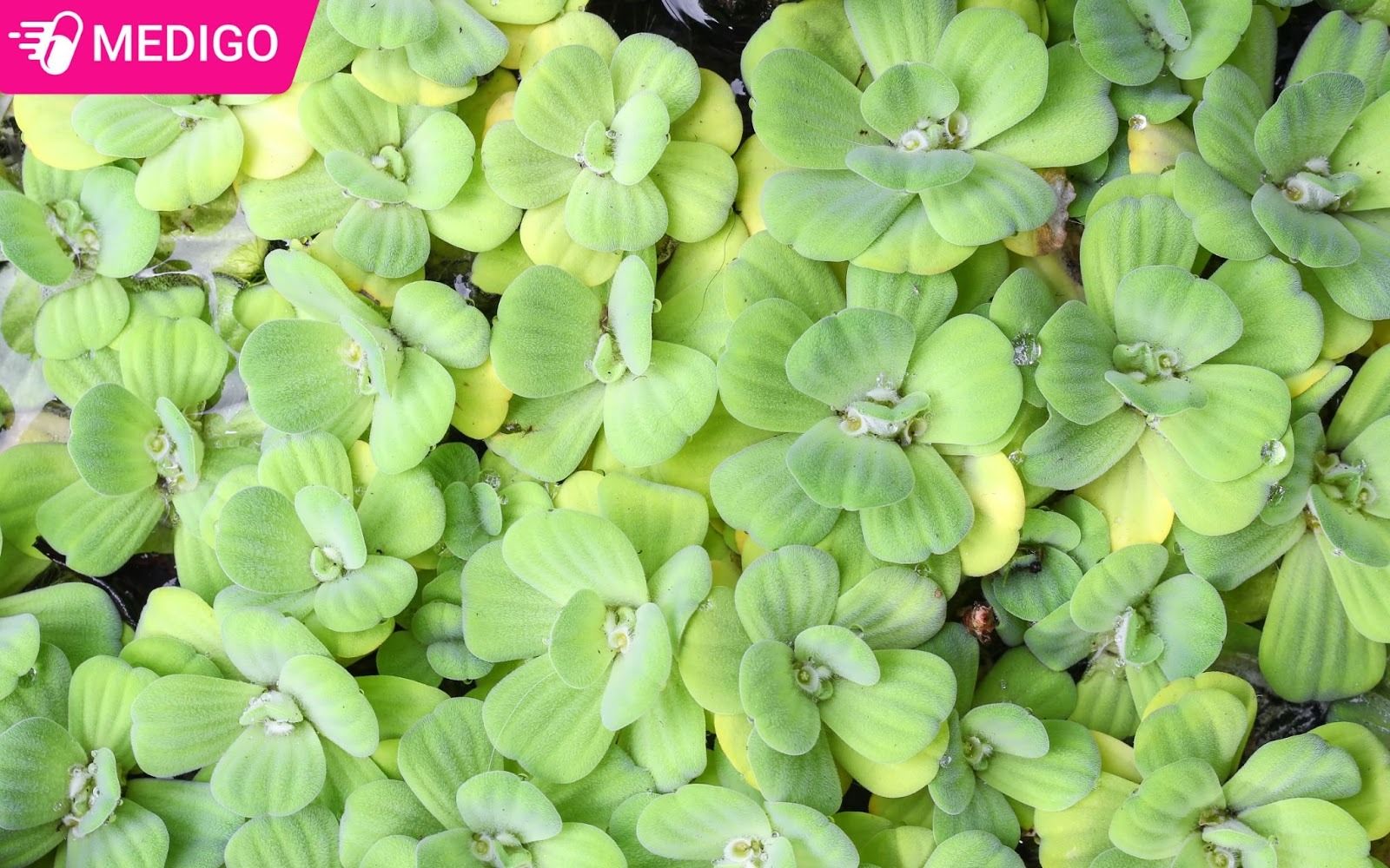 Beo-cai-co-the-phat-trien-thanh-tung-dam-lon-tren-mat-nuoc