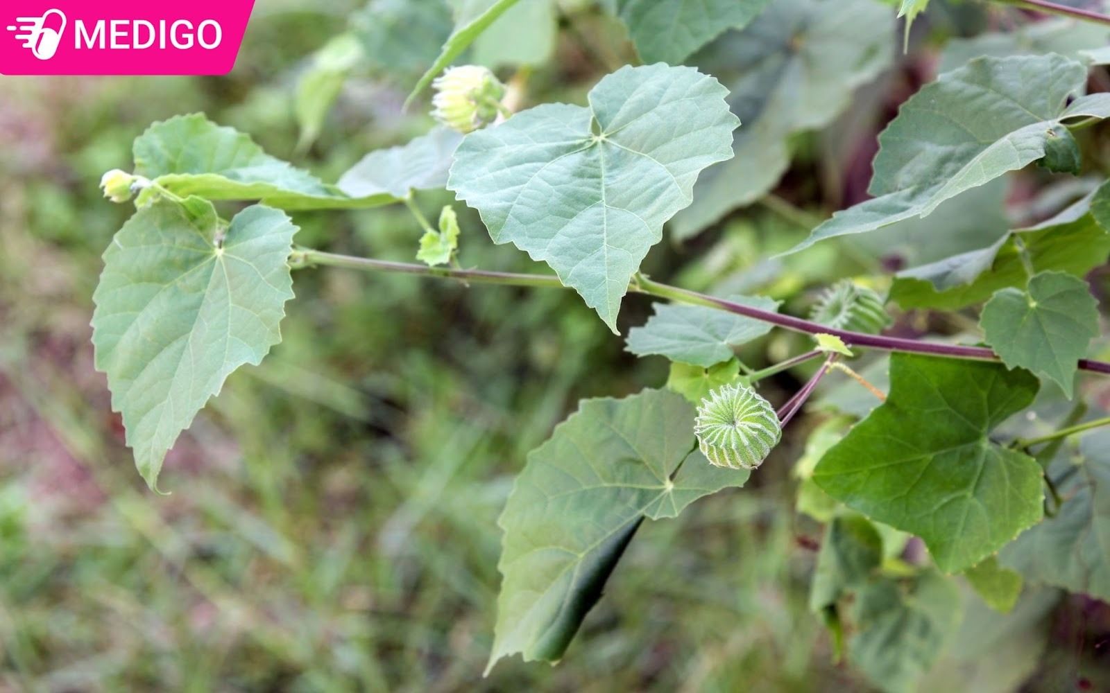 Bai-thuoc-dan-gian-tu-coi-xay