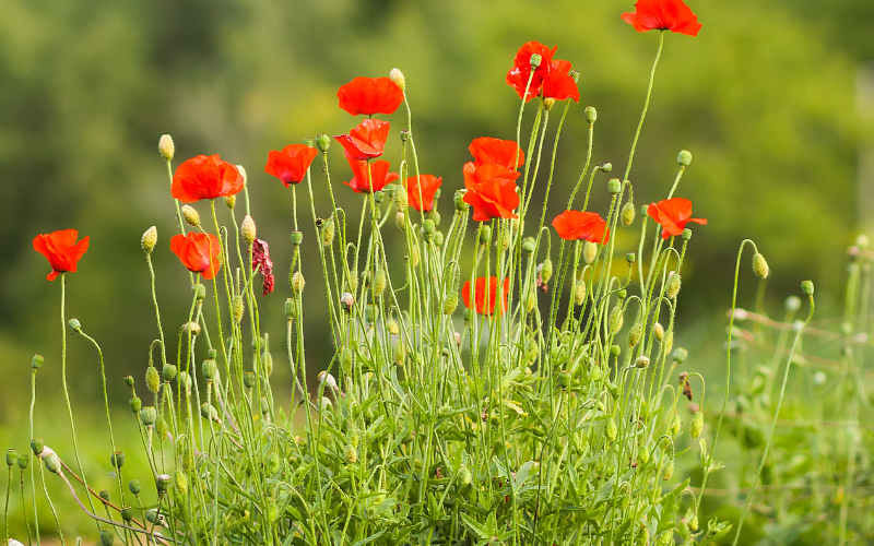 Hinh-anh-cay-anh-tuc