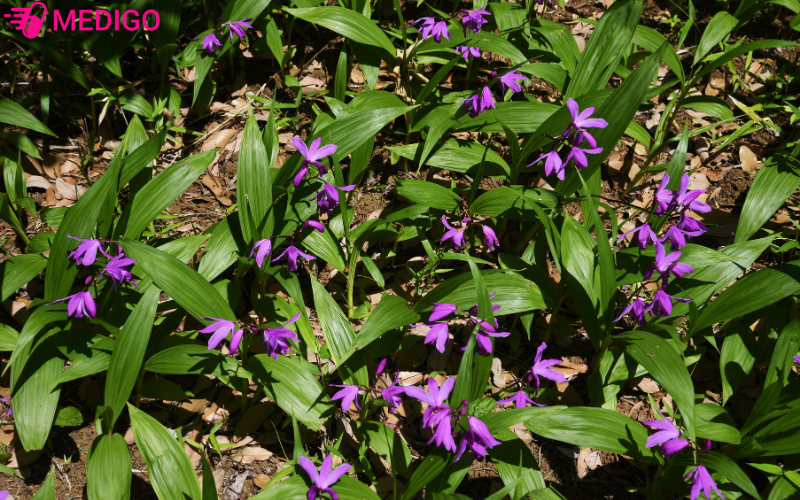 Hinh-anh-cay-bach-cap