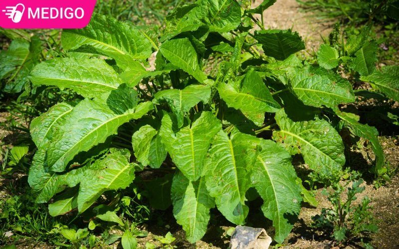 Hinh-anh-cay-chut-chit