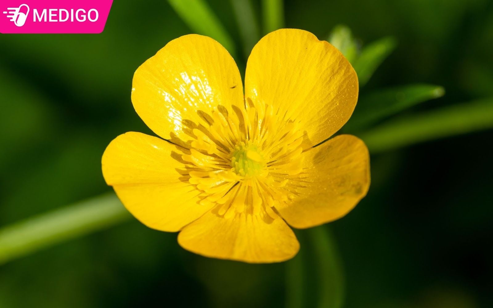 Hinh-anh-mao-luong-hoa-vang