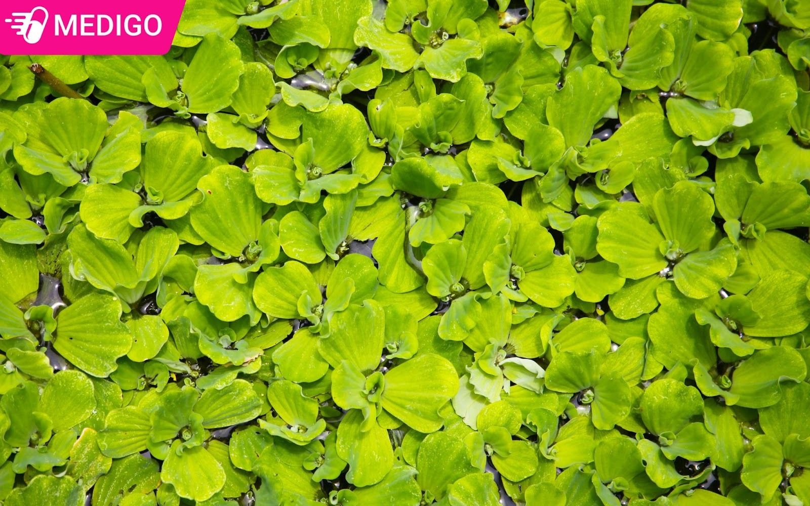 Tong-quan-ve-dai-phu-binh