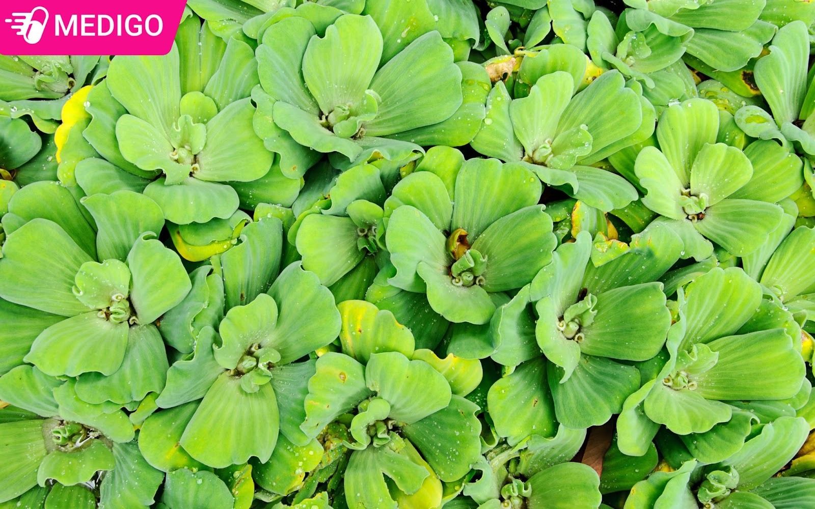 Toan-cay-dai-phu-binh-deu-duoc-su-dung-lam-thuoc