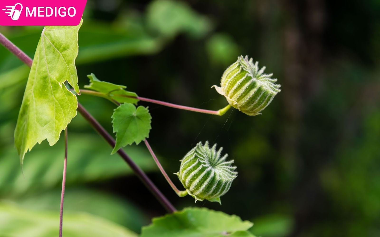 Hinh-anh-cay-coi-xay