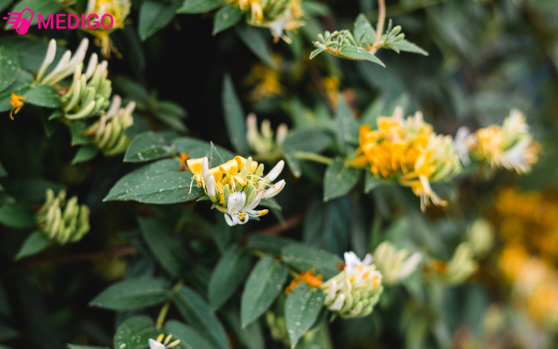 kim-ngan-hoa-lonicera-japonica-thunb-vi-ngot-nhat-tinh-mat-han