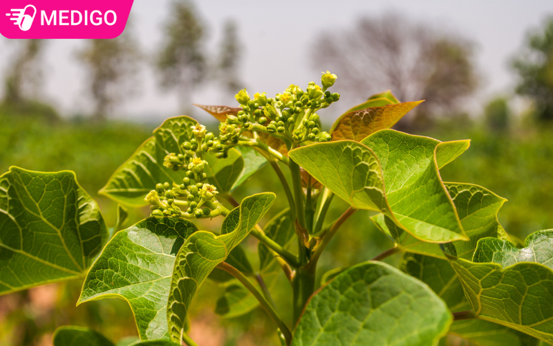 la-cay-dau-coc-rao-co-the-tri-bong-gan