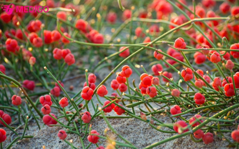 ma-hoang-co-ten-khoa-hoc-la-ephedra-sinica-stapf