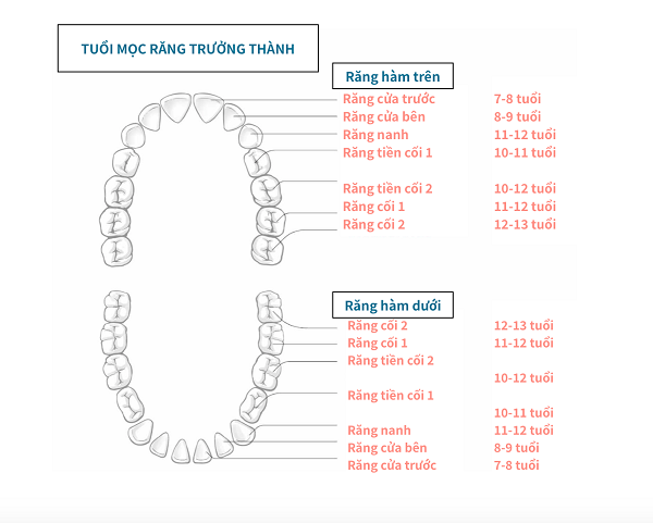 qua-trinh-phat-trien-cua-tre (1).png