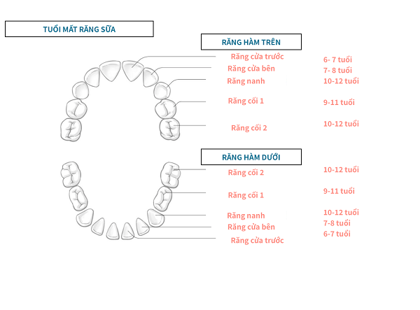 qua-trinh-phat-trien-cua-tre (2).png